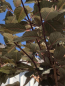 Preview: Rotblättrige Nelkenkirsche "Royal Burgundy" (Prunus serrulata "Royal Burgundy) im Großcontainer Alleebaum 3-4 m